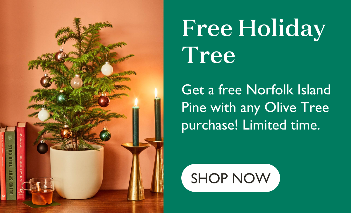 Get a free Norfolk Island Pine with any Olive Tree purchase! Limited time.