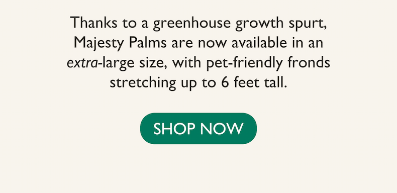 Thanks to a greenhouse growth spurt, Majesty Palms are now available in an extra-large size, with pet-friendly fronds stretching up to 6 feet tall.