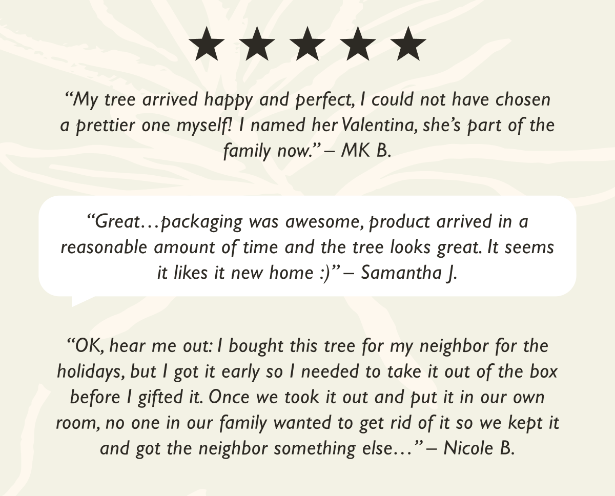 Olive Tree Customer Reviews