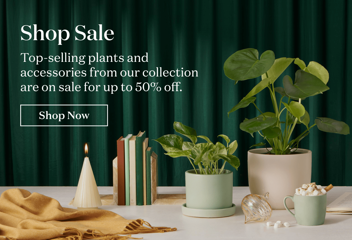 Top selling plants and accessories for our collection are on sale for up to 50% off-- while supplies last!