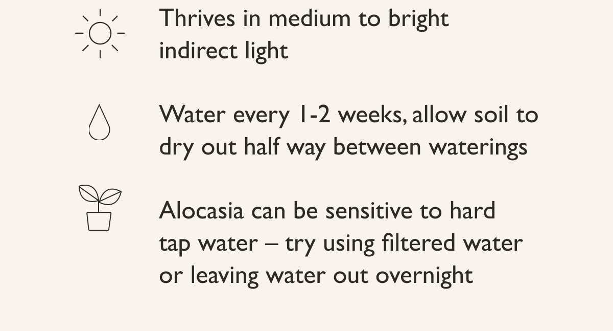 Thrives in medium to bright indirect light. Water every 1-2 weeks, allow soil to dry out half way between waterings. 