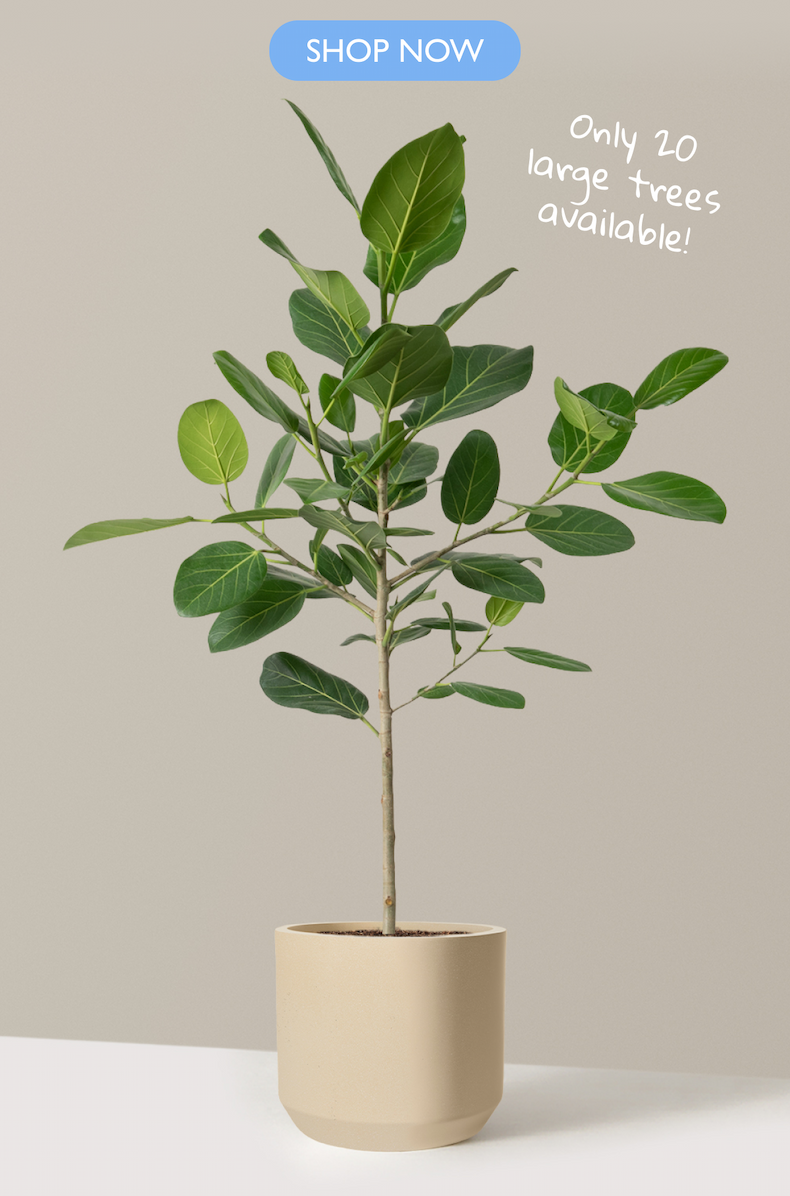 Ficus Audrey Tree