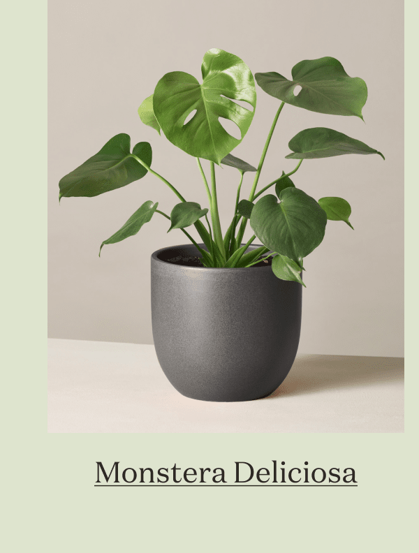 Monstera Deliciosa