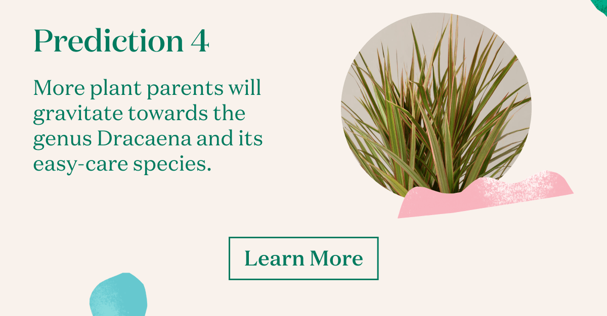More plant parents will gravitate towards the genus Dracaena and its easy-care species.