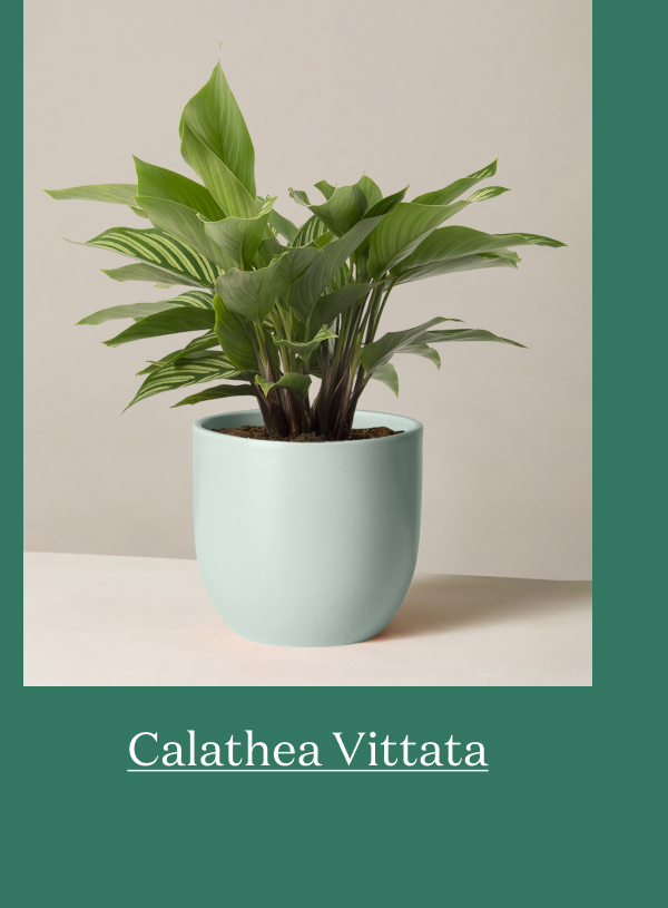 Calathea Vittata