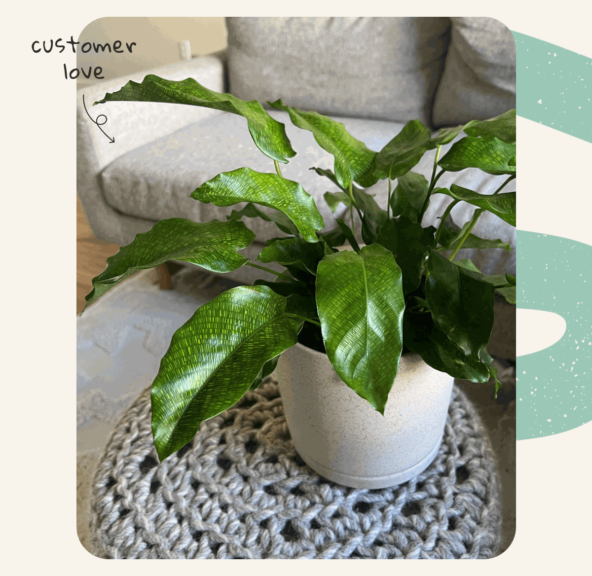 Pictured: Calathea Network Customer Photo