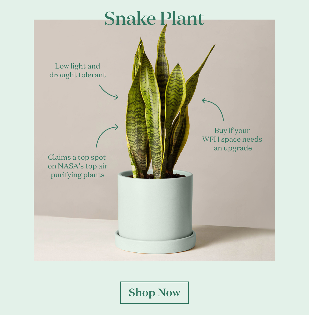 Snake Plant