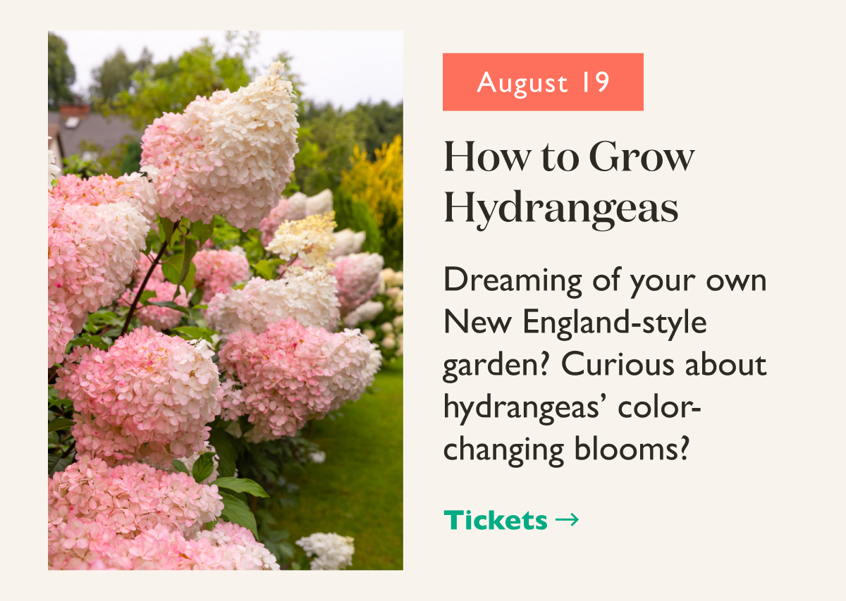How to Grow Hydrangeas Workshop