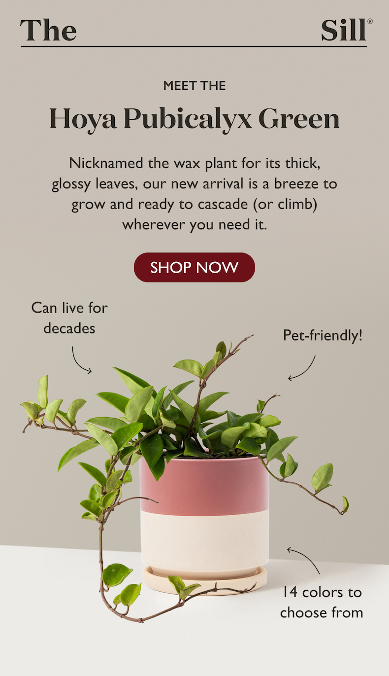 Meet the Hoya Pubicalyx Green. Nicknamed the wax plant for its thick, glossy leaves, it's a breeze to grow and ready to cascade wherever you need it.