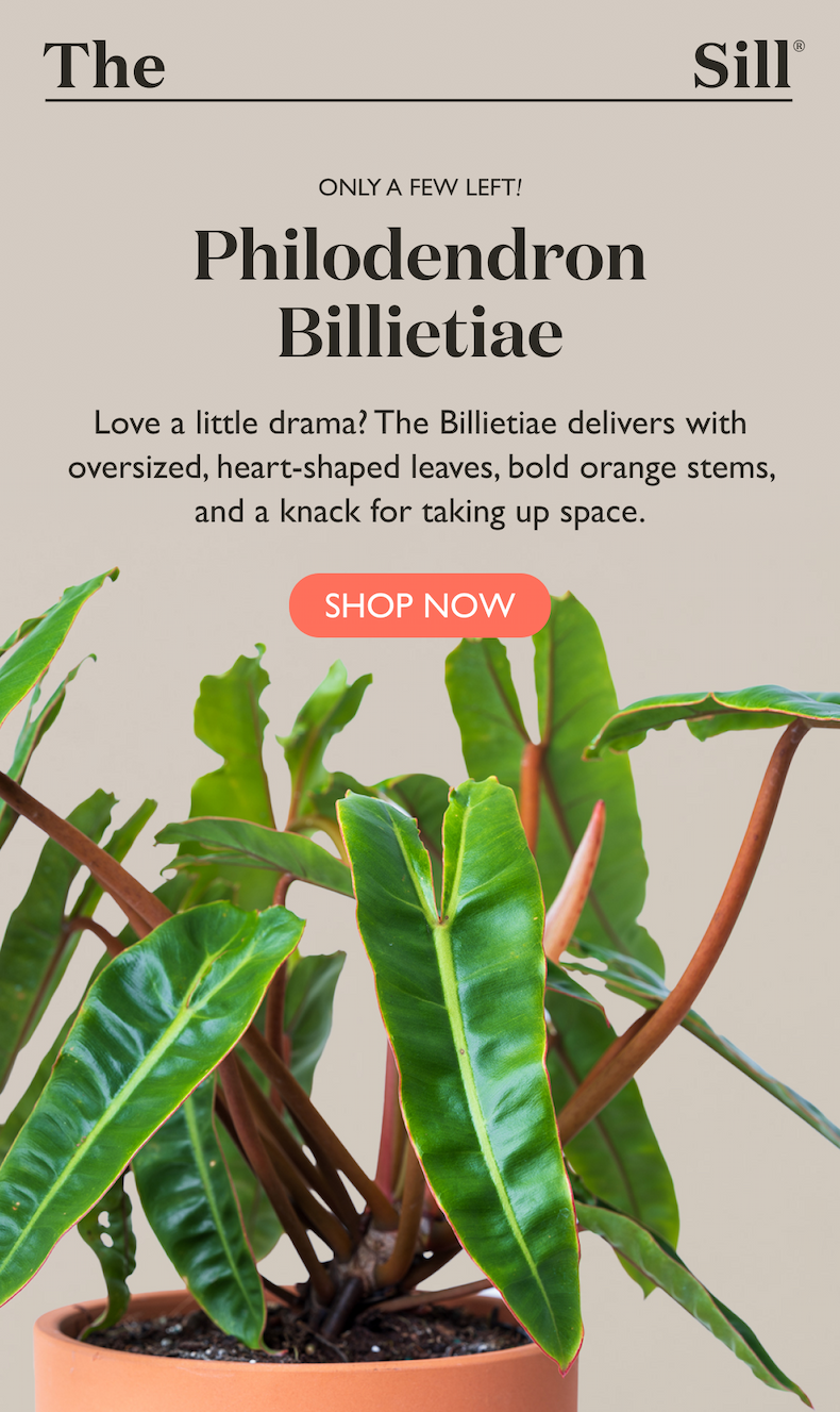 Love a little drama? The Billietiae delivers with oversized, heart-shaped leaves, bold orange stems, and a knack for taking up space.