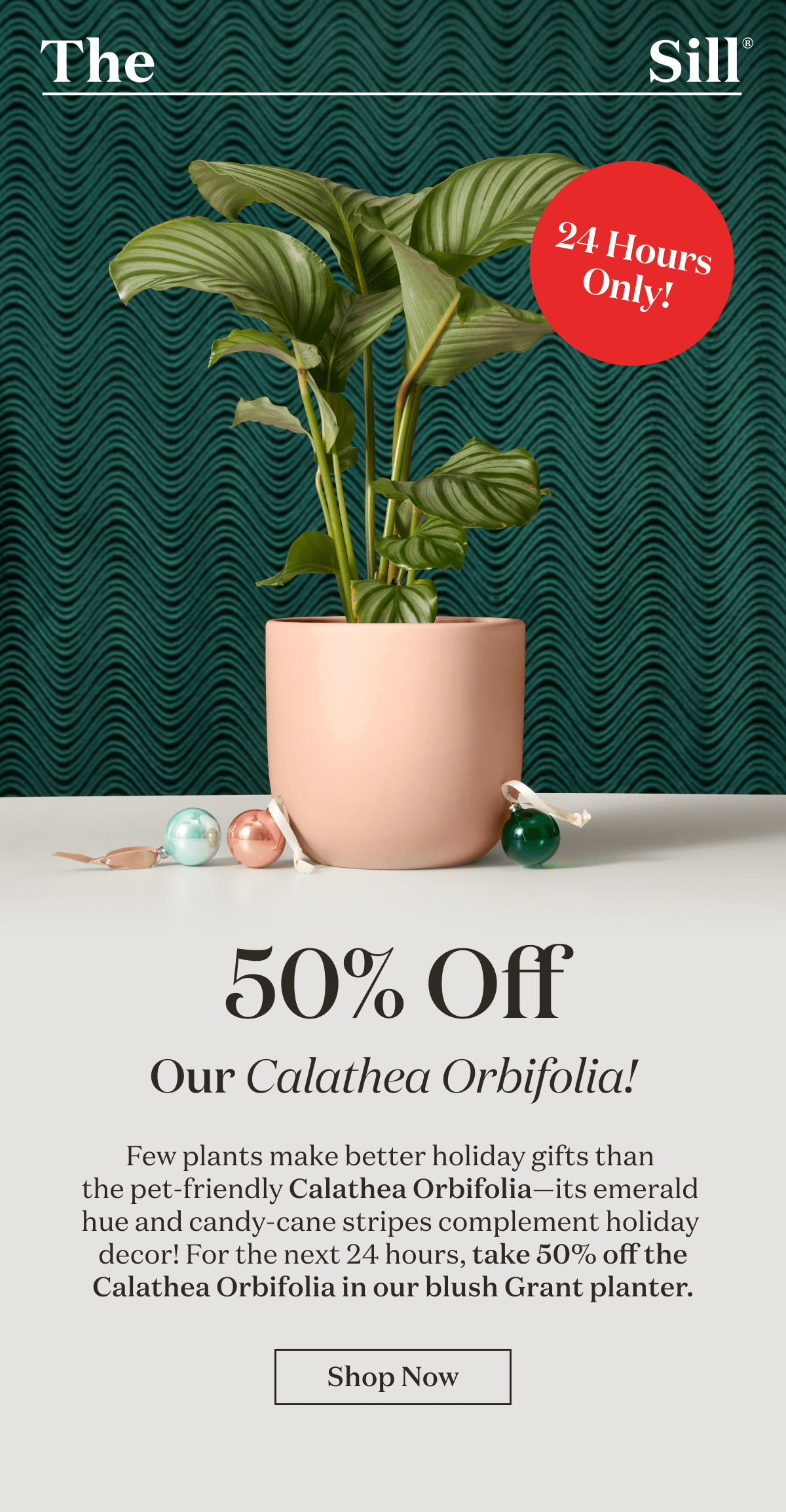 50% Off Our Calathea Orbifolia! Few plants make better holiday gifts than  the pet-friendly Calathea Orbifolia—its emerald  hue and candy-cane stripes complement holiday  decor! For the next 24 hours, take 50% off the Calathea Orbifolia in our blush Grant planter.