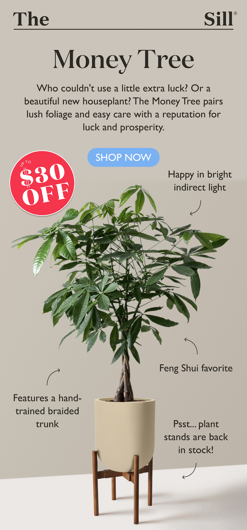 The Money Tree pairs lush foliage and easy care with a reputation for luck and prosperity.