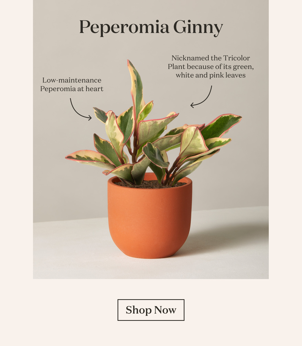 Peperomia Ginny