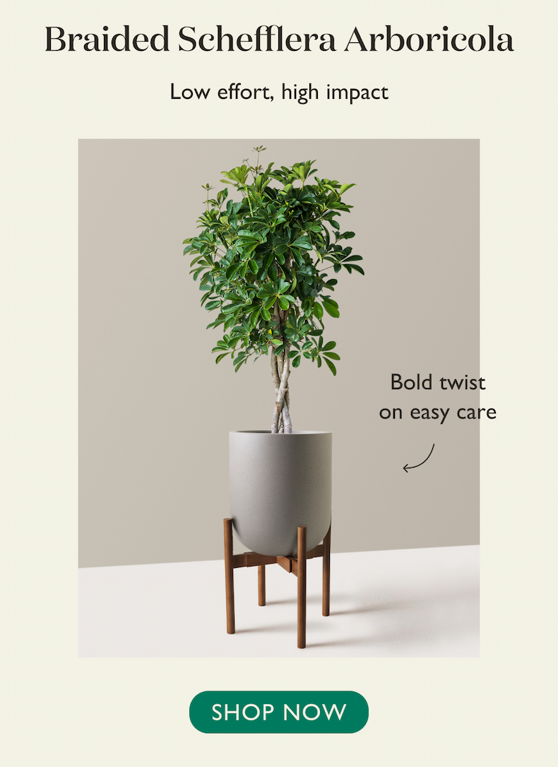 Braided Schefflera Arboricola