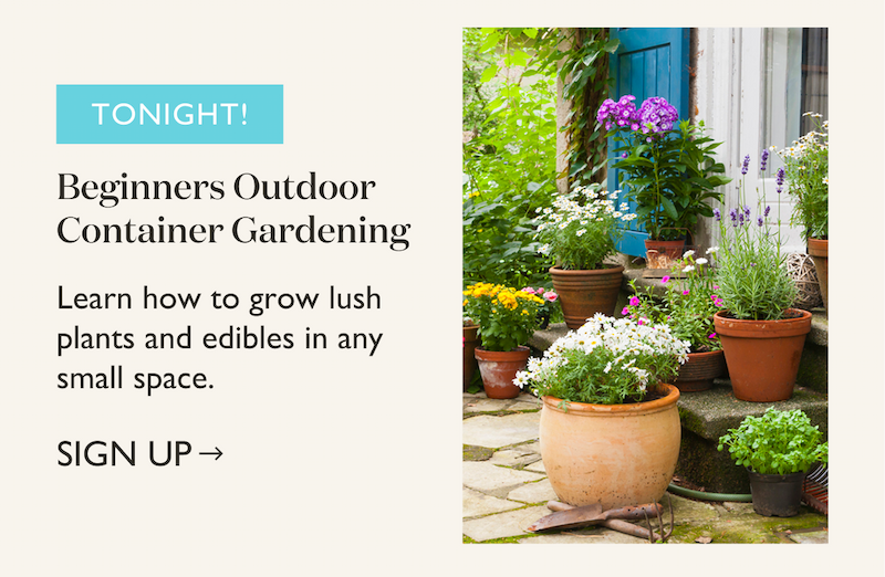 Tonight, Outdoor Container Gardening for Beginners 