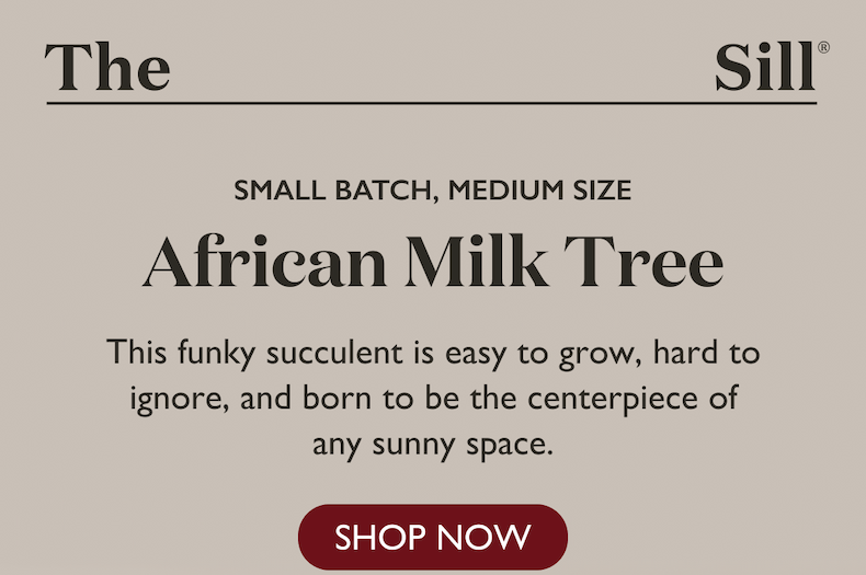 The funky African Milk Tree is easy to grow and hard to ignore. 