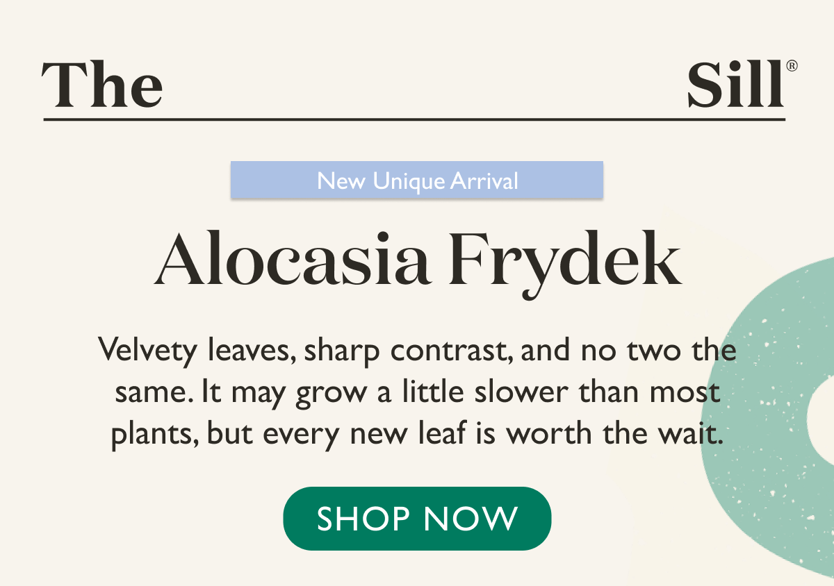 Velvety leaves, sharp contrast, and no two the same. It may grow a little slower than most plants, but every new leaf is worth the wait.