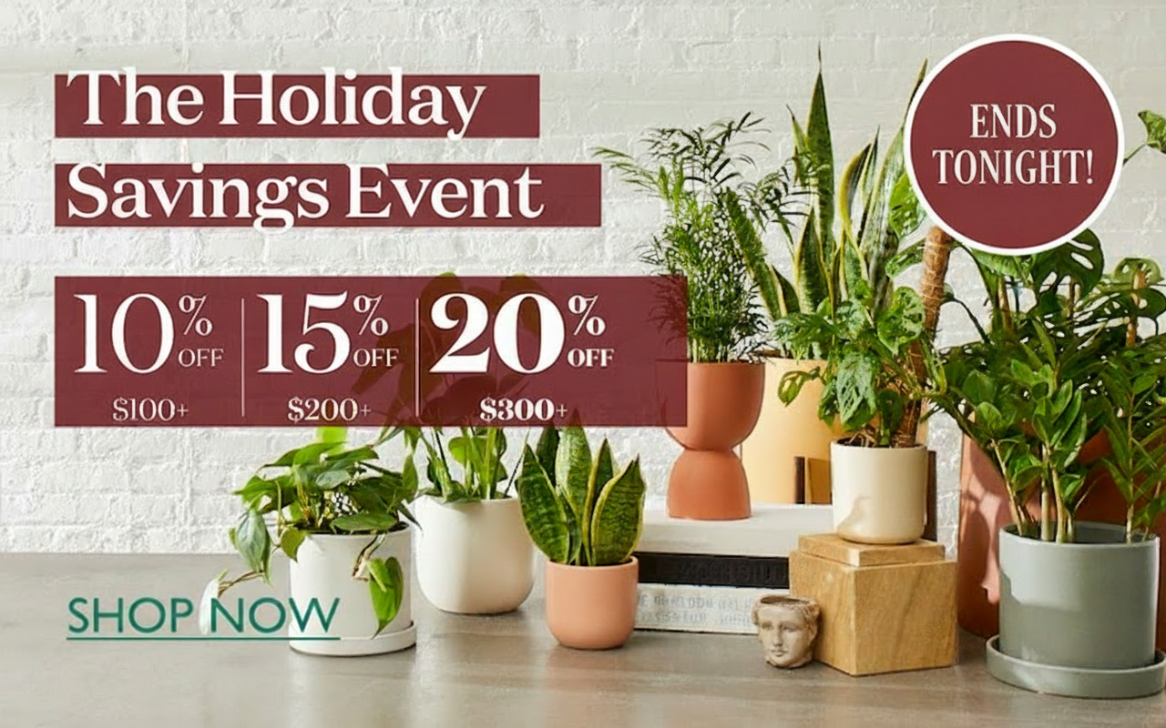 Our Holiday Savings Event ends tonight! Plants and planters gathered on a table together. 
