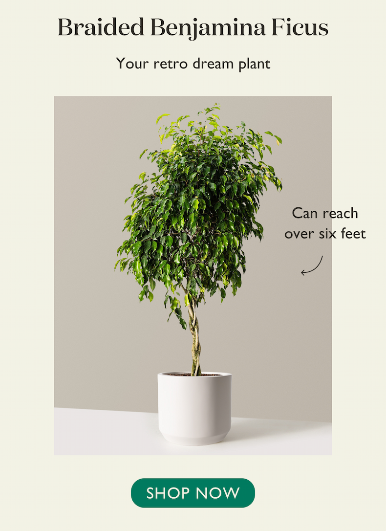 Braided Benjamina Ficus