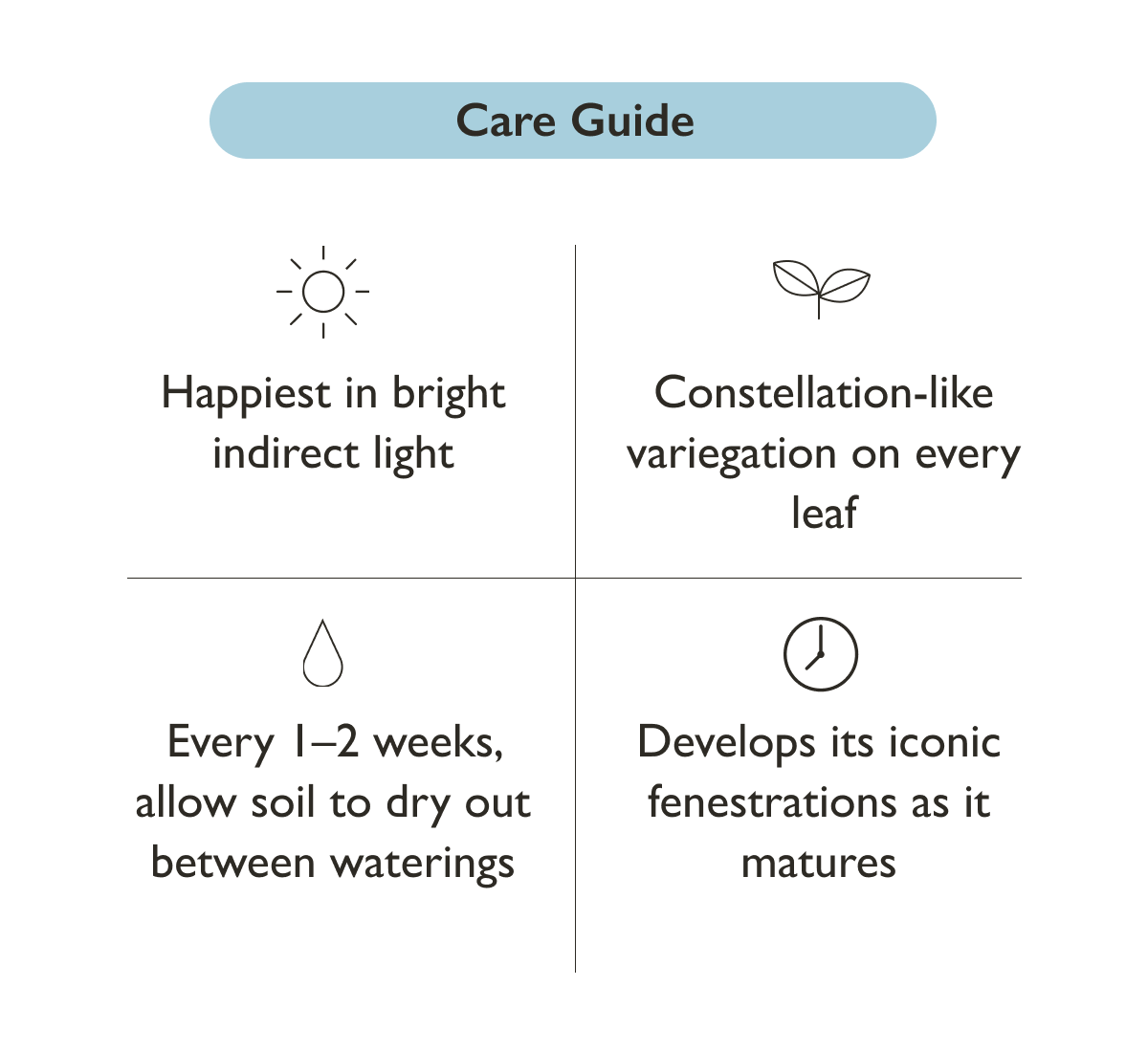 Monstera Thai Constellation Plant Care Guide