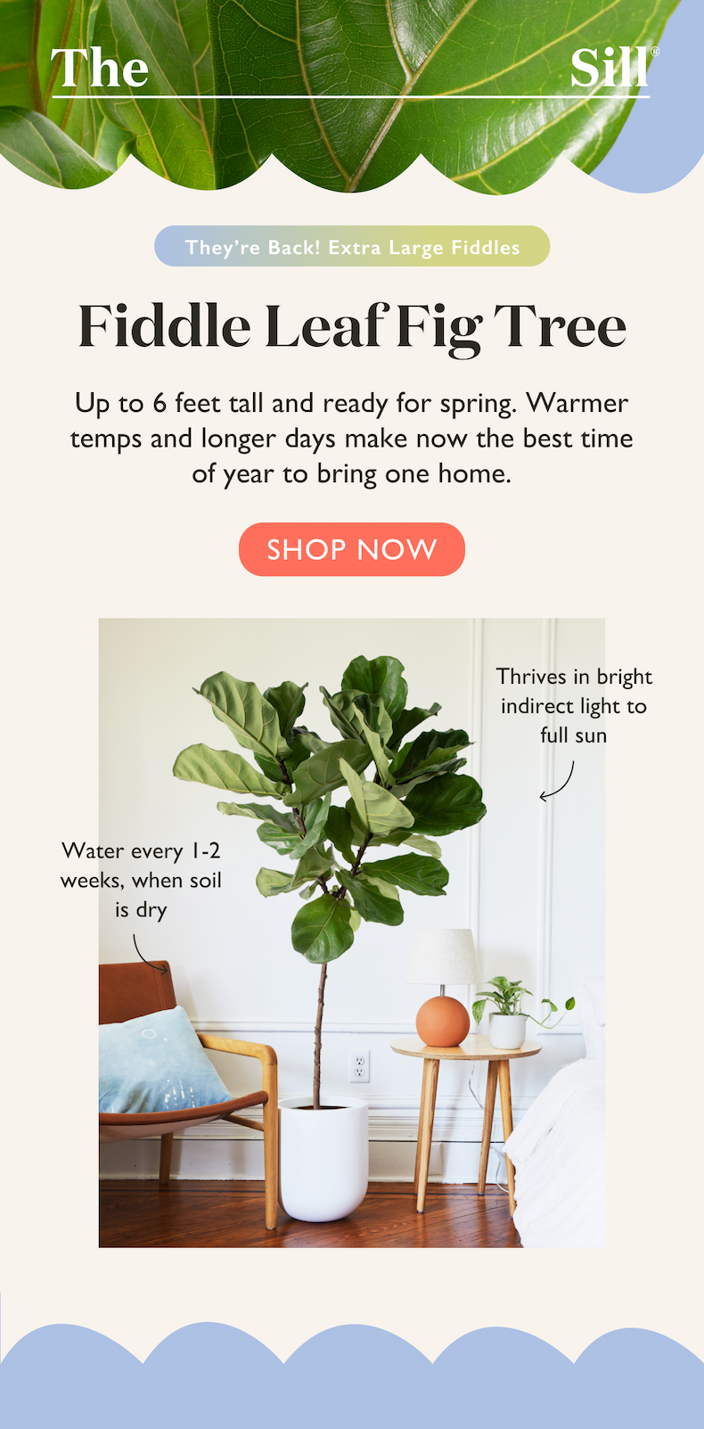 Our Extra Large Fiddle Leaf Fig Trees are back. Up to 6 feet tall and ready for spring. Warmer temps and longer days make now the best time of year to bring one home.