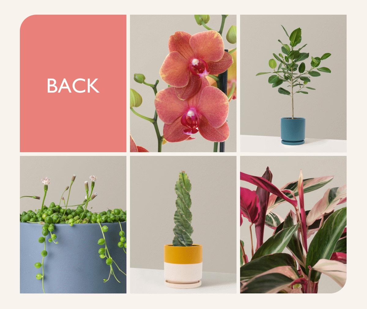 Shop Ficus Tree, String of Pearls, Variegated Pink Banana Tree, String of Hearts