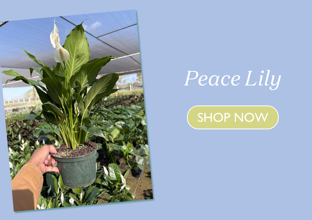 Peace Lily