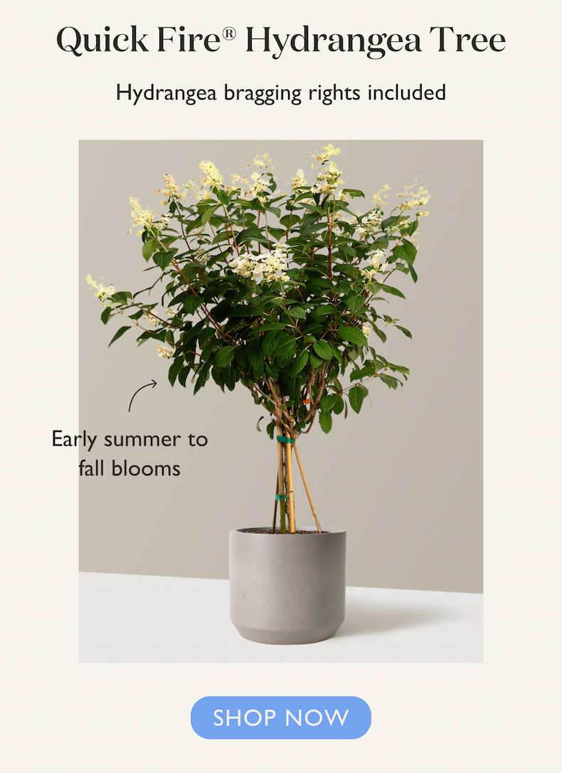 Quick Fire Hydrangea Tree