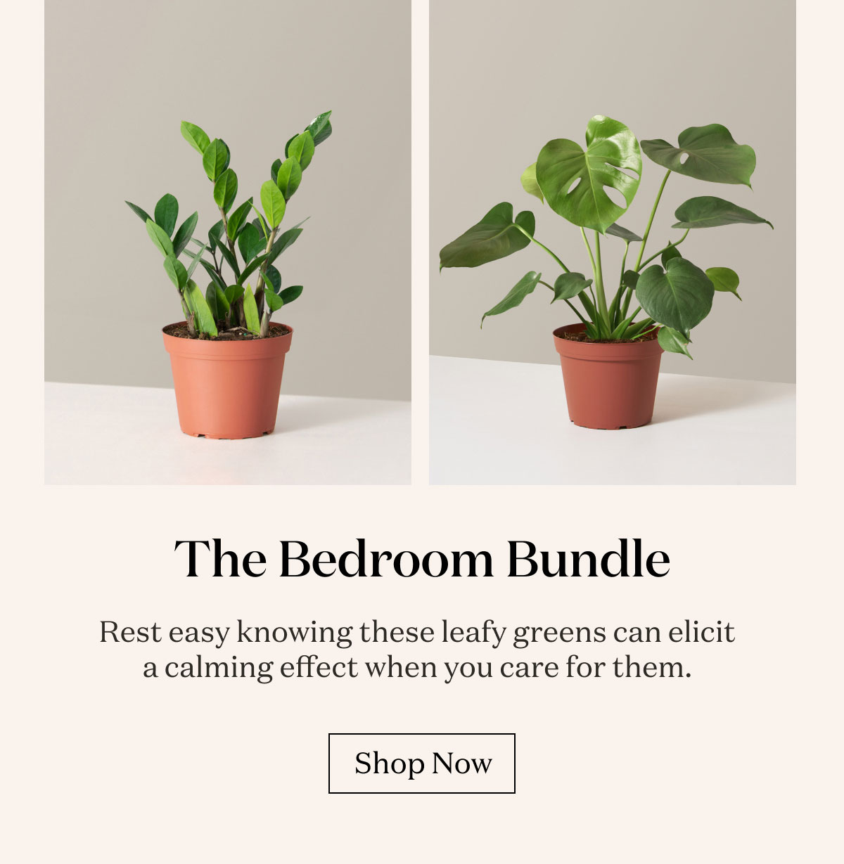 The Bedroom Bundle: ZZ Plant + Monstera. Rest easy knowing these leafy greens can elicit a calming effect when you care for them. 