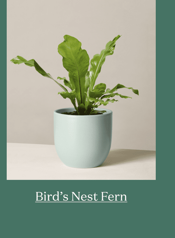 Bird's Nest Fern