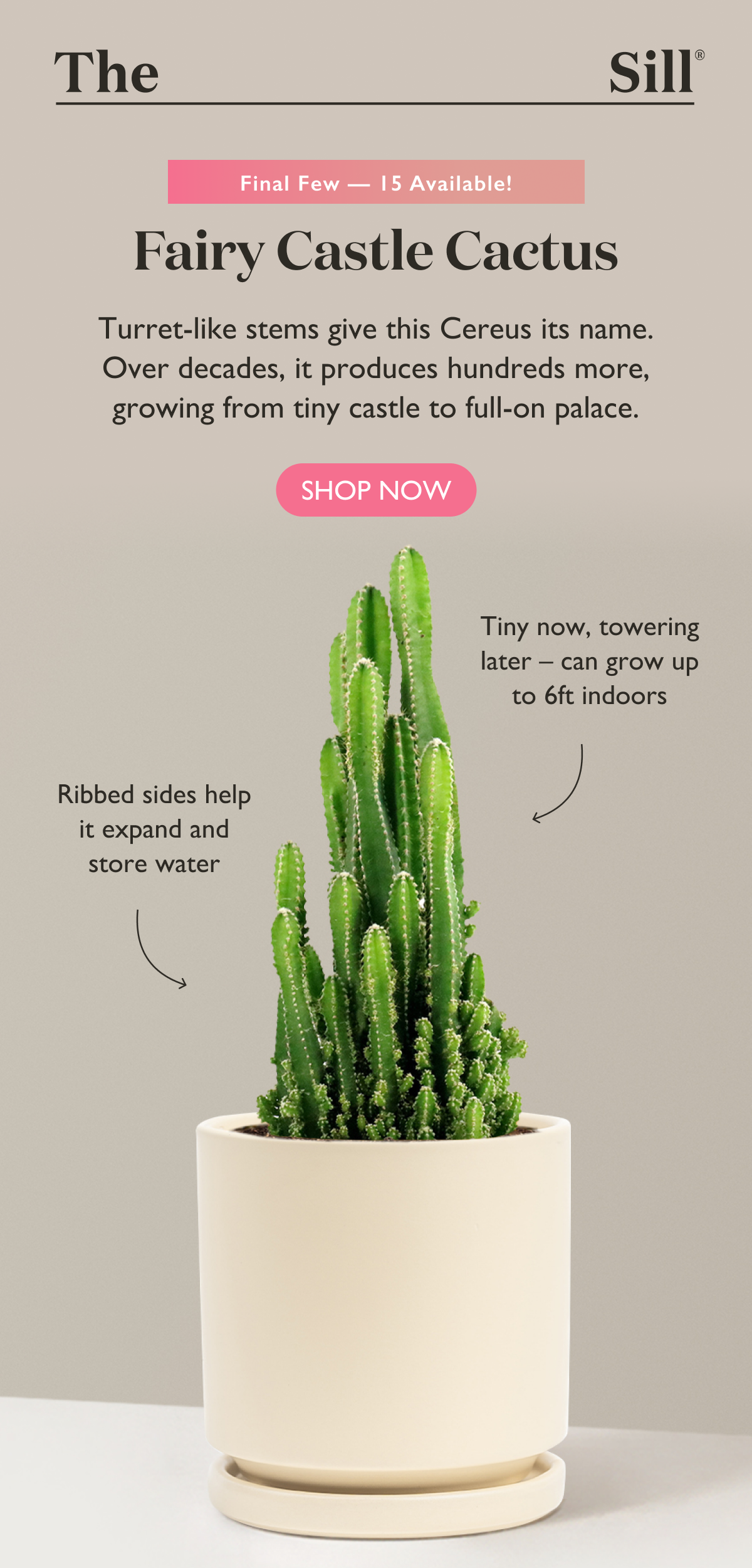 Only 15 available of the Fairy Castle Cactus. Turret-like stems give this Cereus its name. 