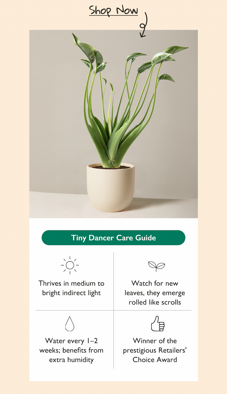 Pictured: Alocasia Tiny Dancer in cream Grant planter