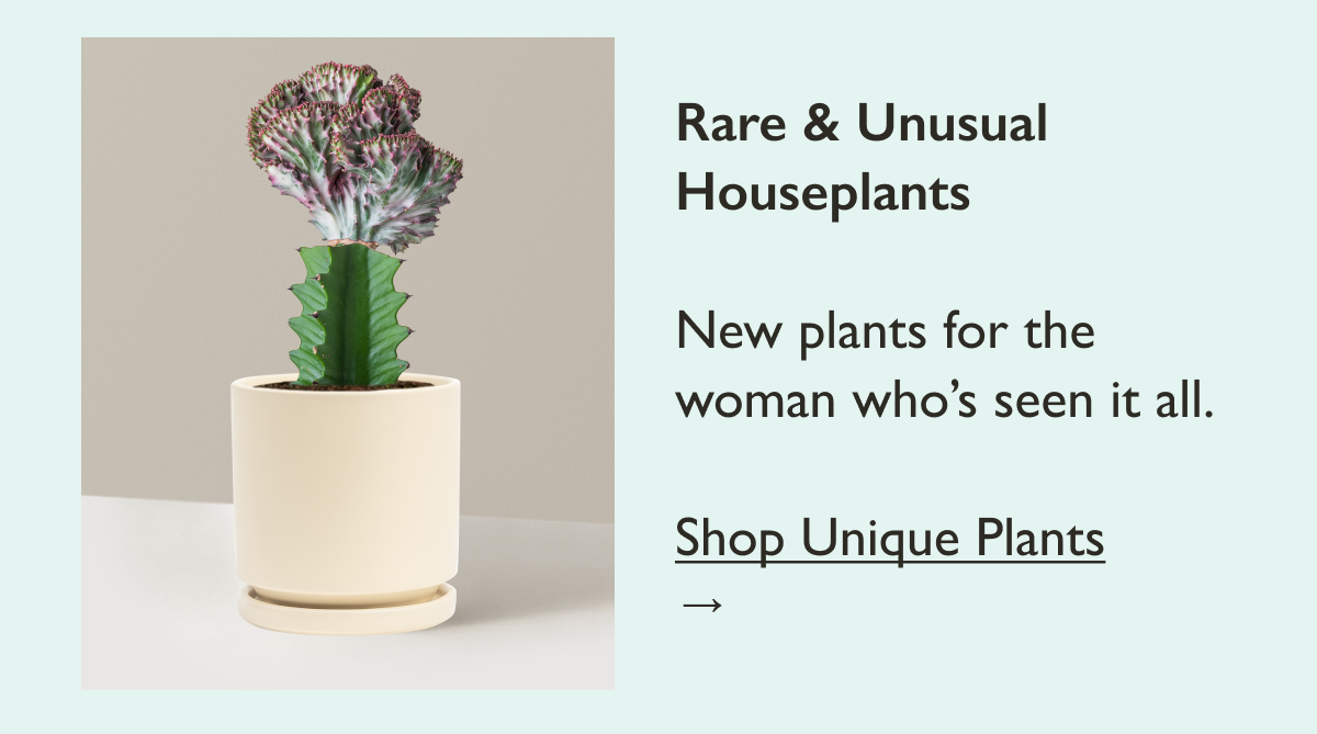 Rare and Unusual Houseplants for the Woman Who's Seen it All