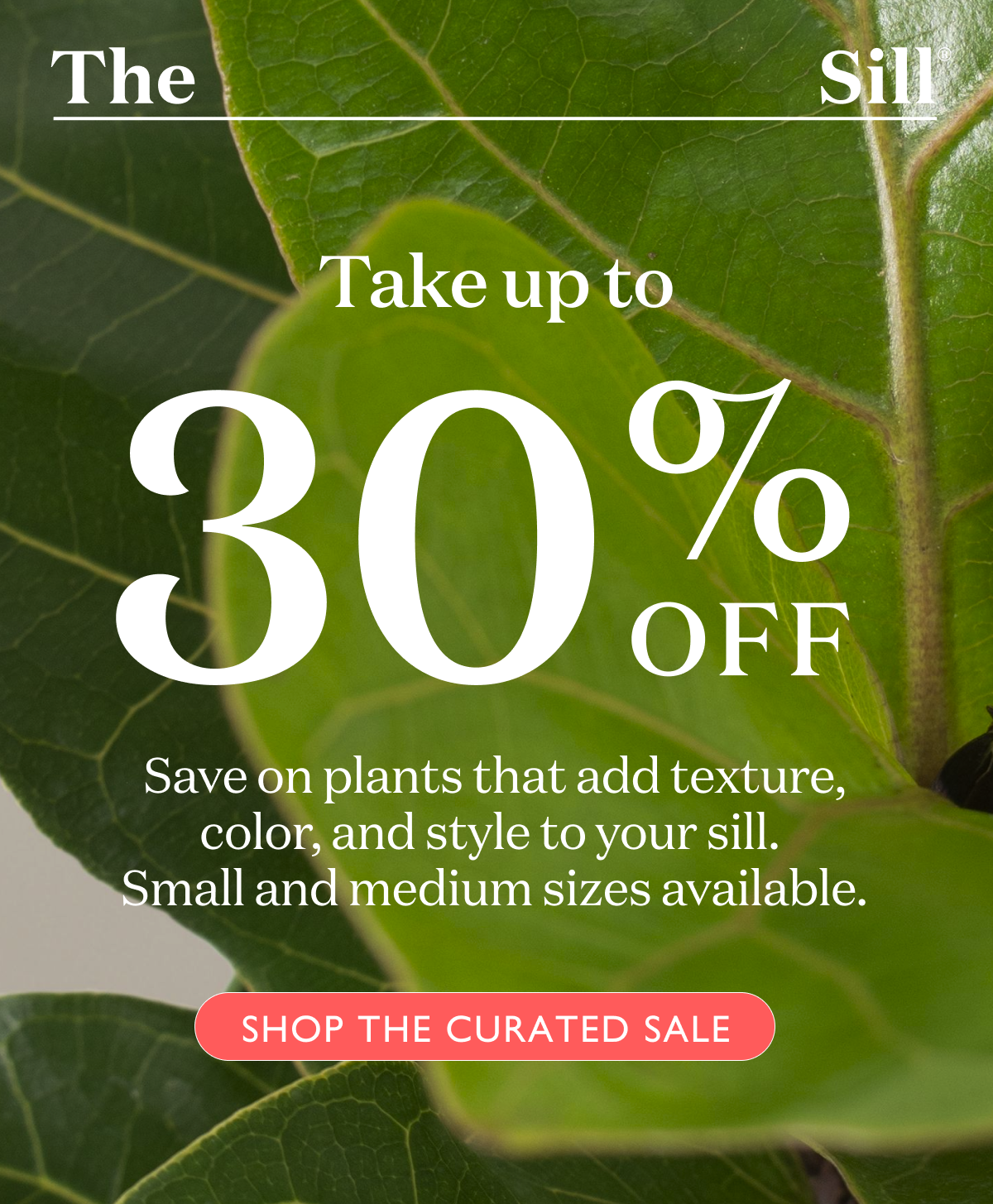 Create lush, summer vibes by adding some new greenery to your sill during our Summer Stock-Up Sale! Click here to save up to 30% off houseplants
