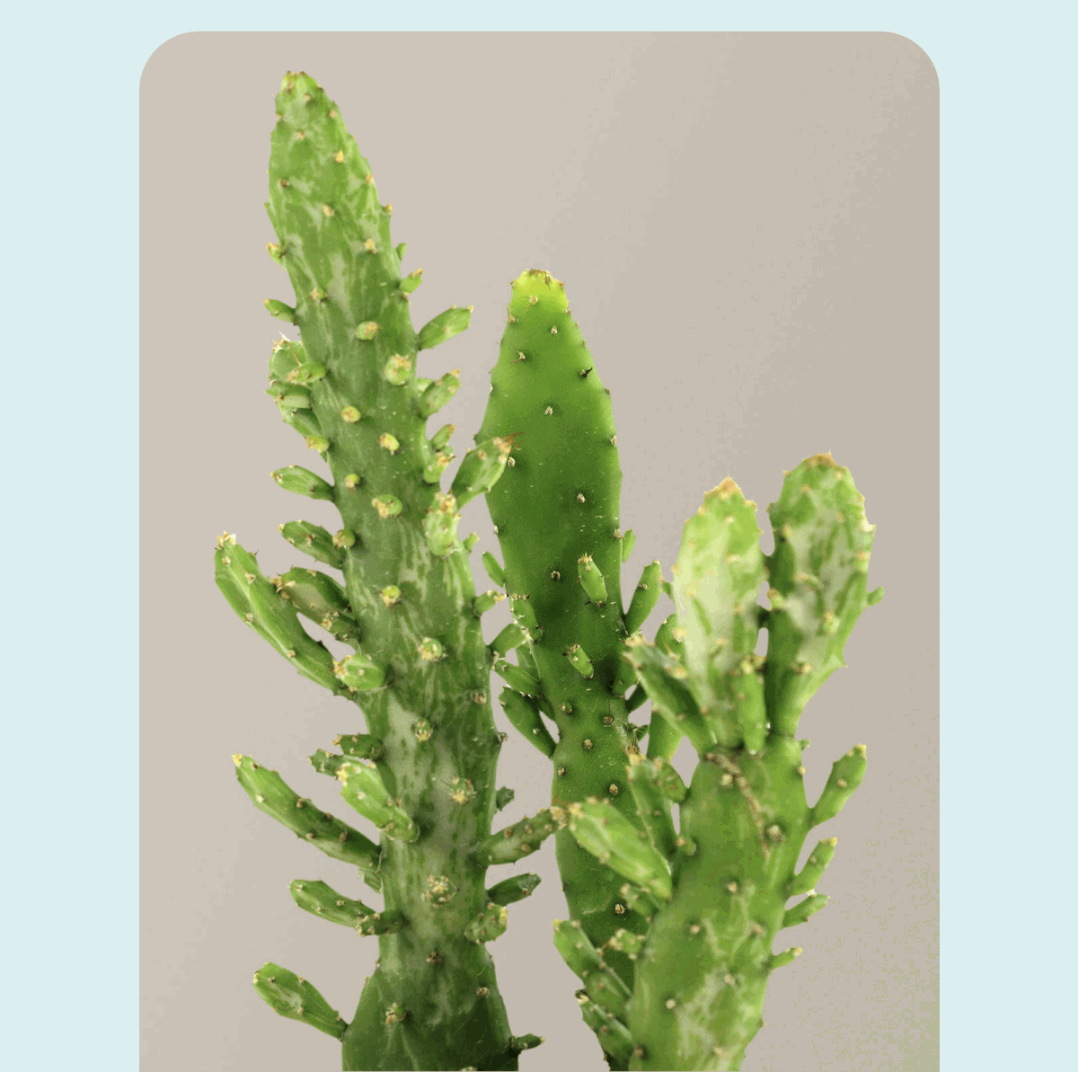Cactus in Cream Westcott Planter