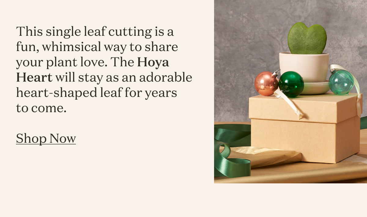 This single leaf cutting is a fun, whimsical way to share your plant love. The Hoya Heart will stay as an adorable heart-shaped leaf for years to come. 